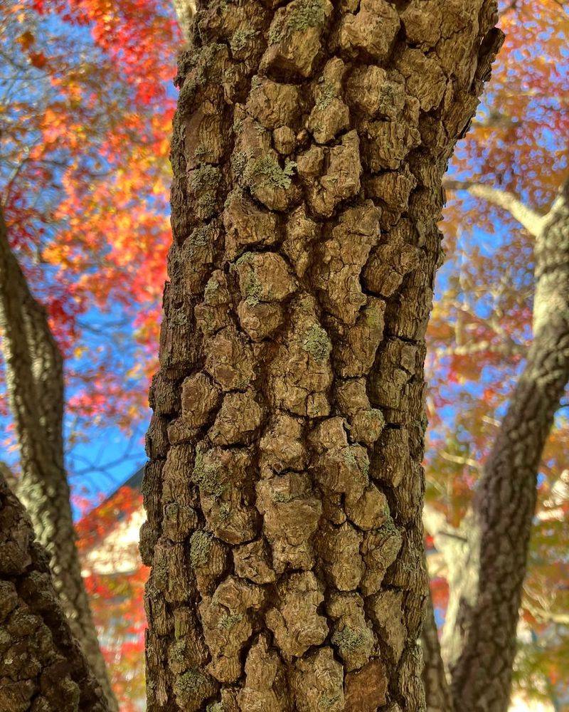 Which Trees And Shrubs Are Most Vulnerable