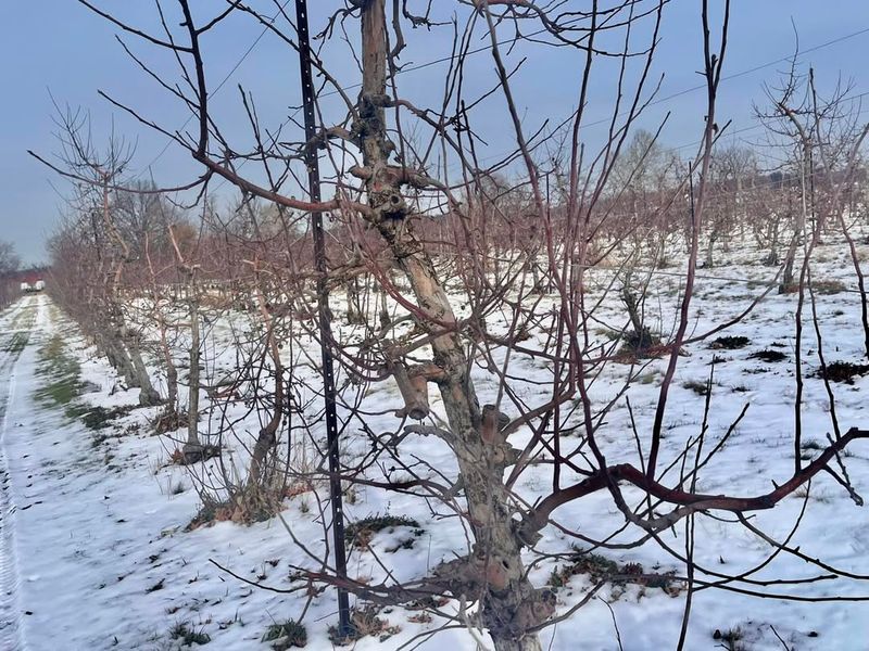 Snow Load And Ice Damage Risks