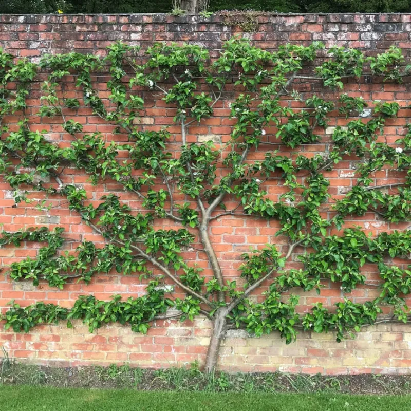 Espaliered Fruit Trees Save Space Dramatically