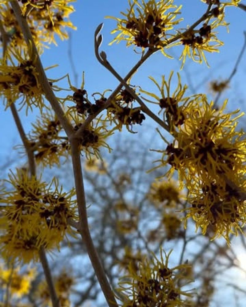 Witch Hazel