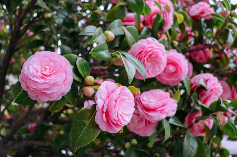 Camellias Fit Formal, Cottage, And Modern Garden Styles