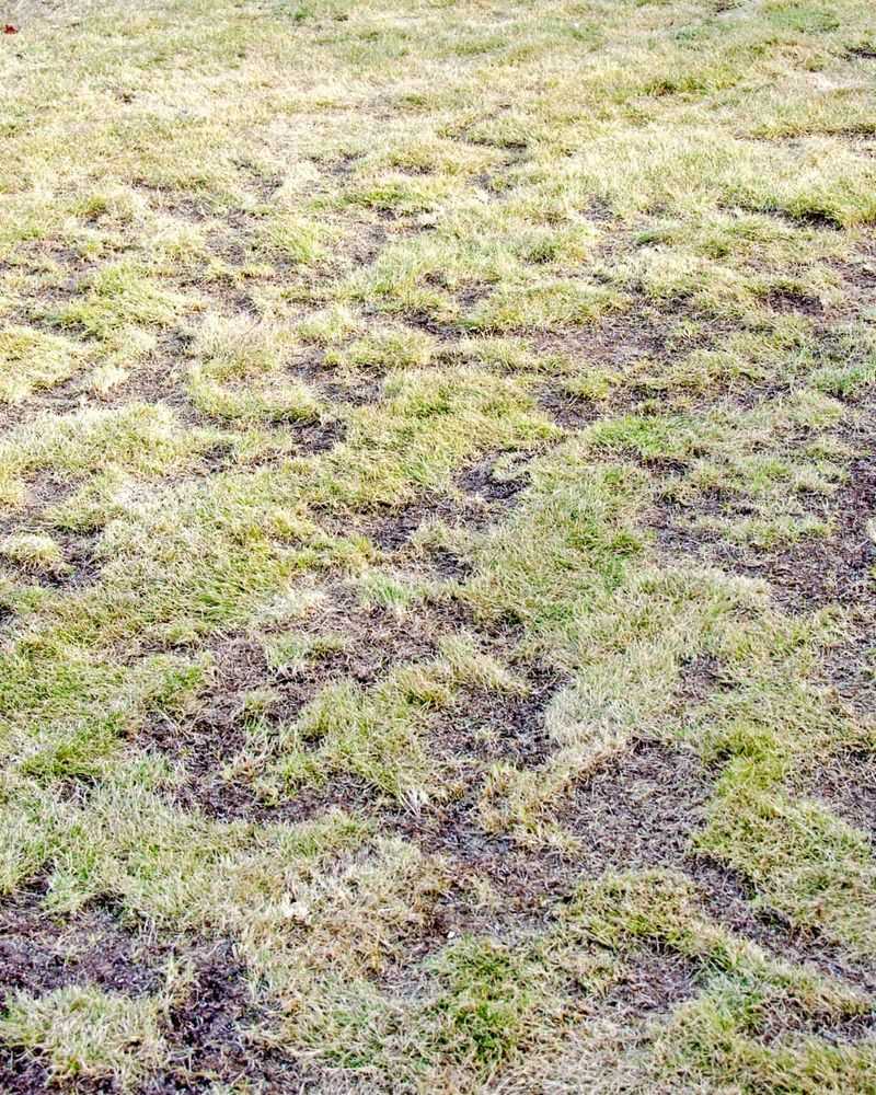 Lawn Damage And Bare Patches