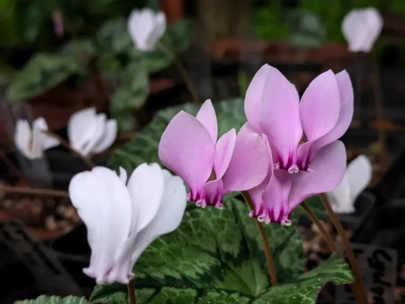 Hardy Cyclamen