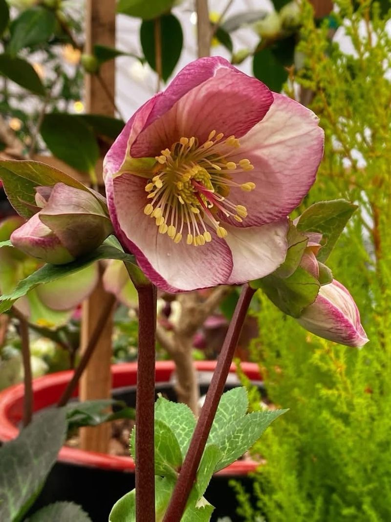 Hellebores