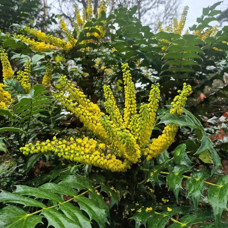 Mahonia
