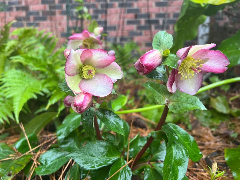 Hellebores