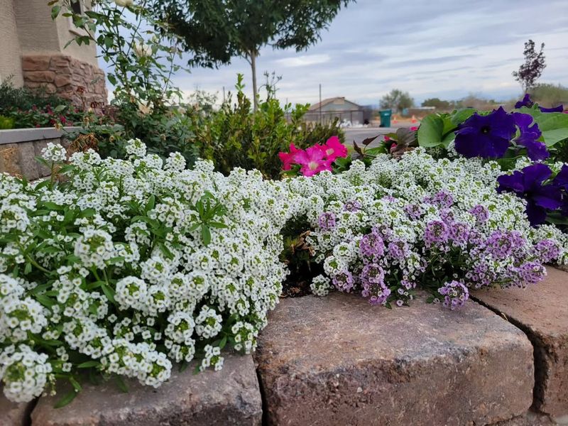 Sweet Alyssum