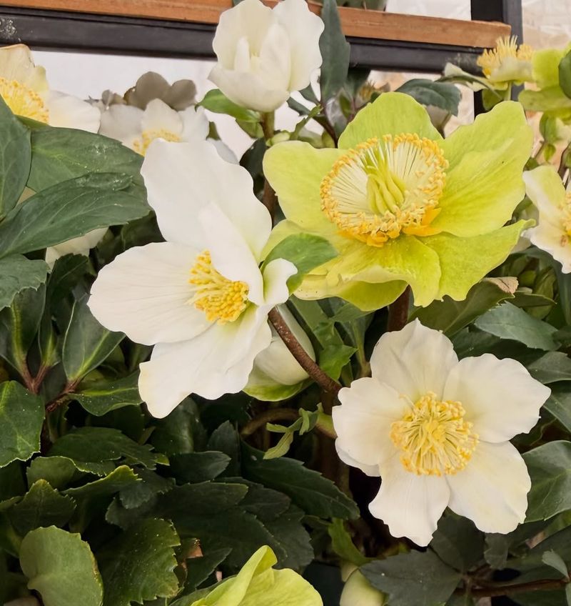 Hellebores Offer Elegant Winter Blooms