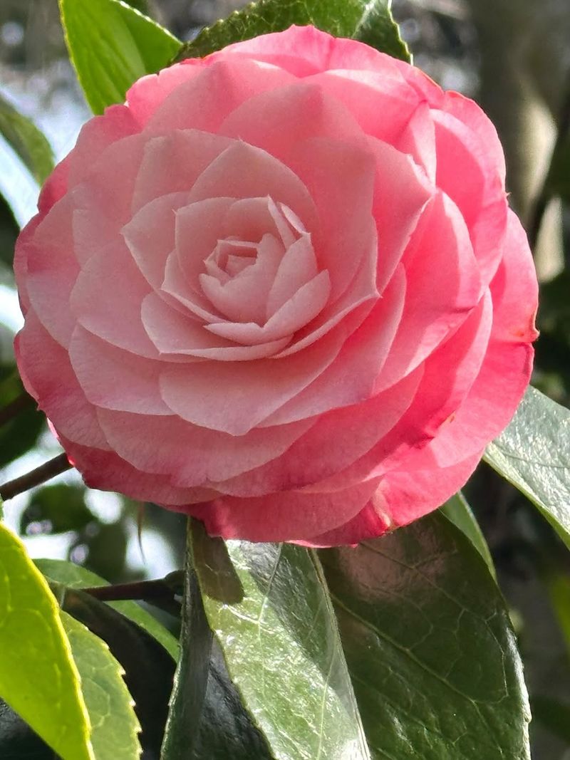 Camellias