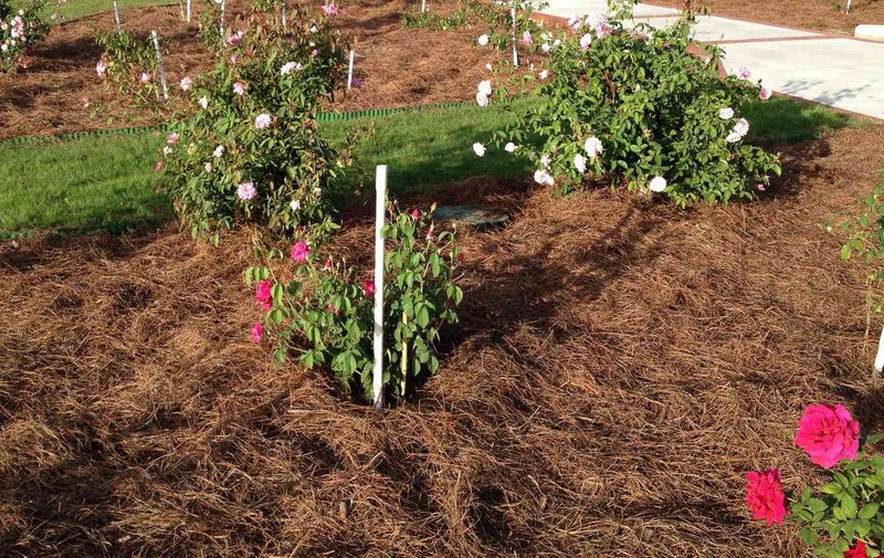 Mulch Your Garden Beds Generously