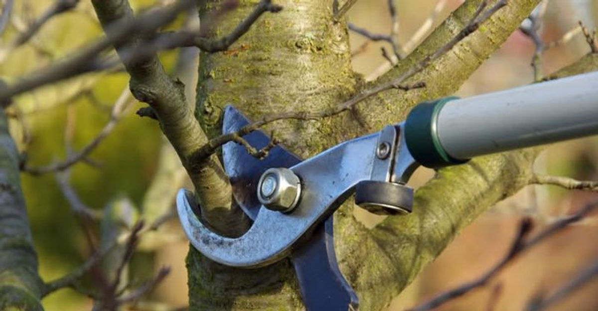 pruning tree