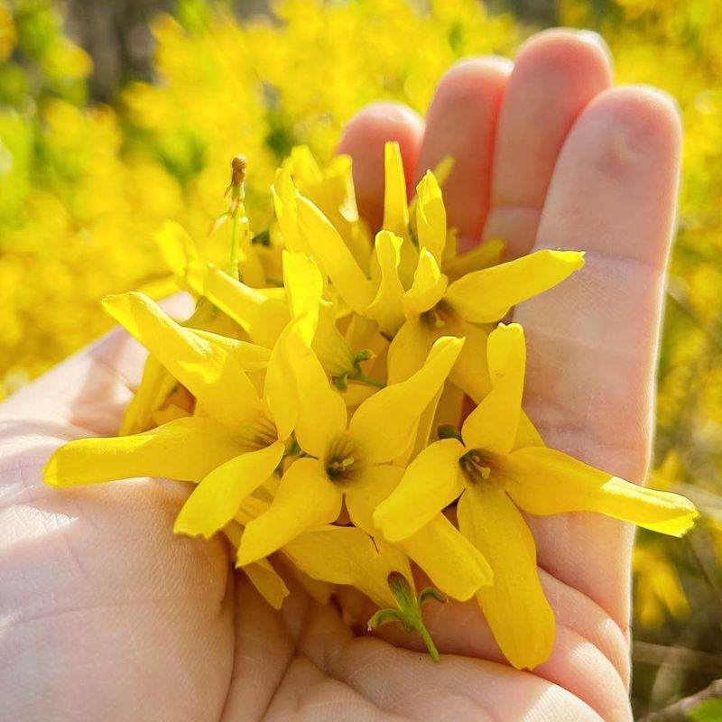 Mature Shrubs Need Renewal Pruning, Not Dormant Shearing