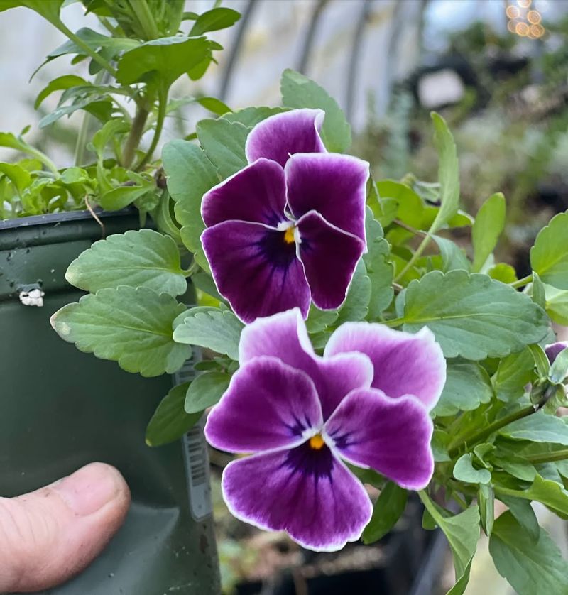 Pansies