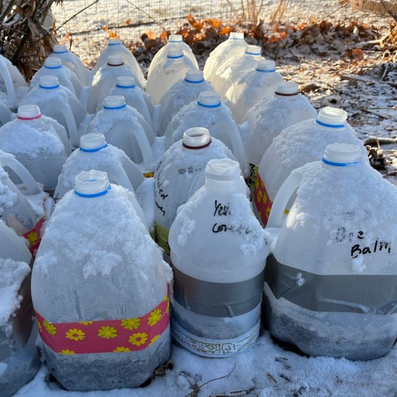 Milk Jug Mini Greenhouses Shield Seeds From Winter Weather