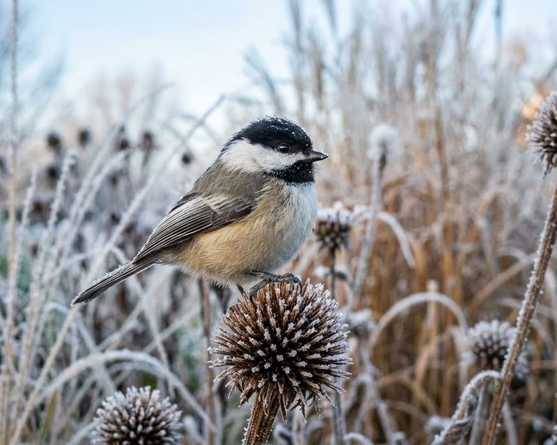 Birds Get Food From Seed Heads All Winter
