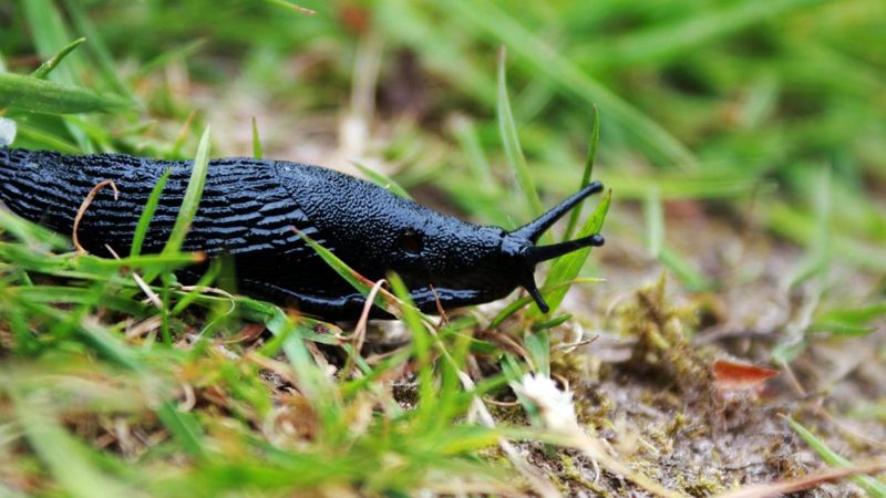 High Humidity Keeps Slugs Feeding At Night And Day