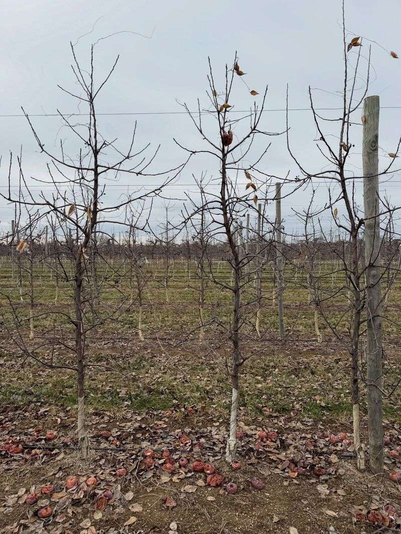 Pruning Wounds Heal Faster During Mild Spells