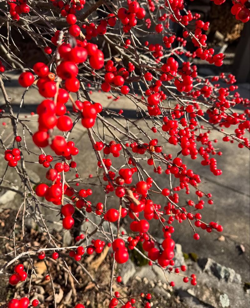 It Loses Its Leaves So The Berries Steal The Show