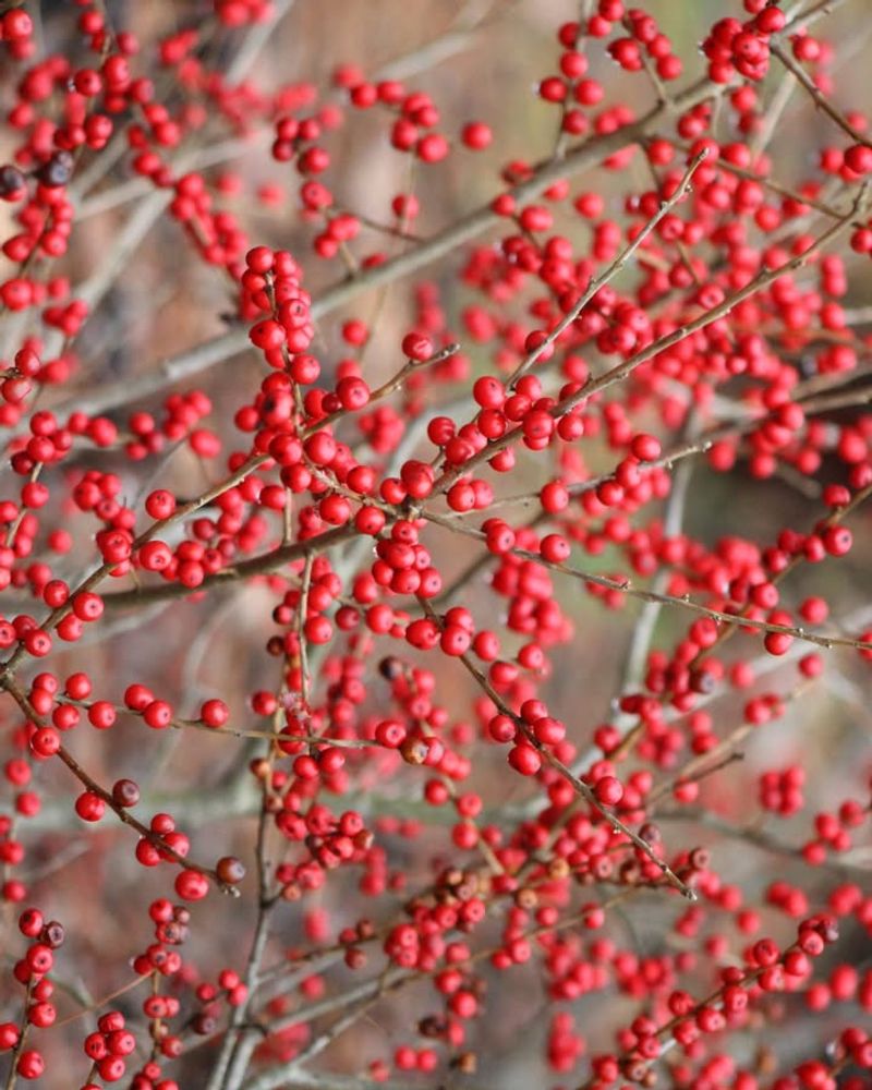 Bright Red Berries Add Color When Landscapes Are Bare