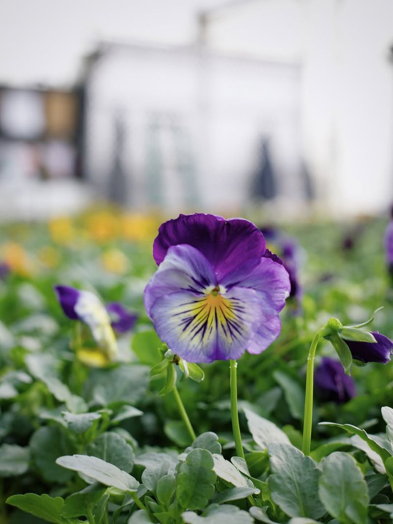 Pansies And Violas