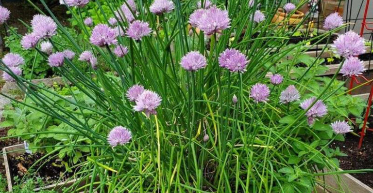 chives in bloom