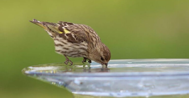bird drinking water