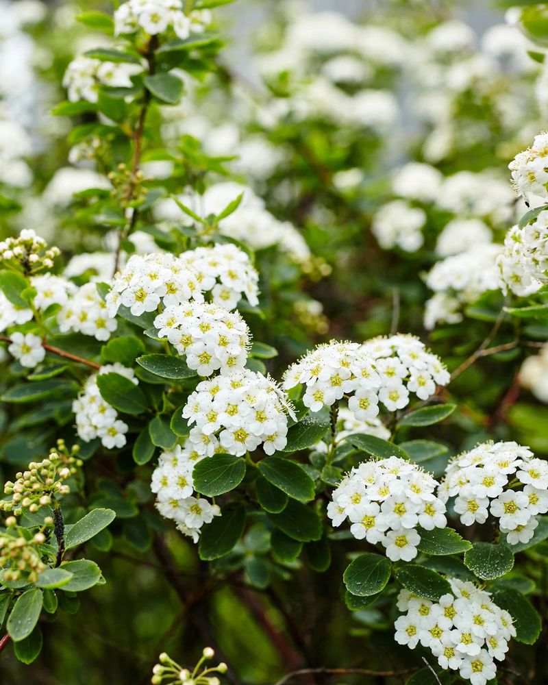 Spirea