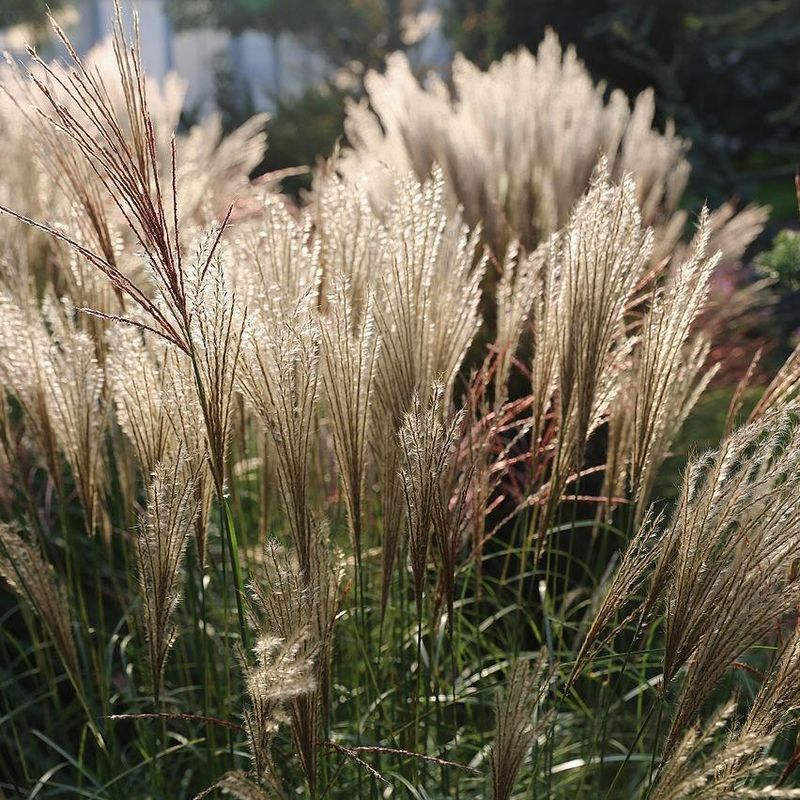 Miscanthus
