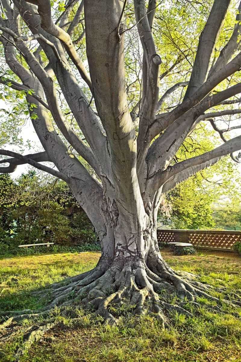 Deciduous Shade Trees (Maple, Ash, Elm — Dormant Season Only)