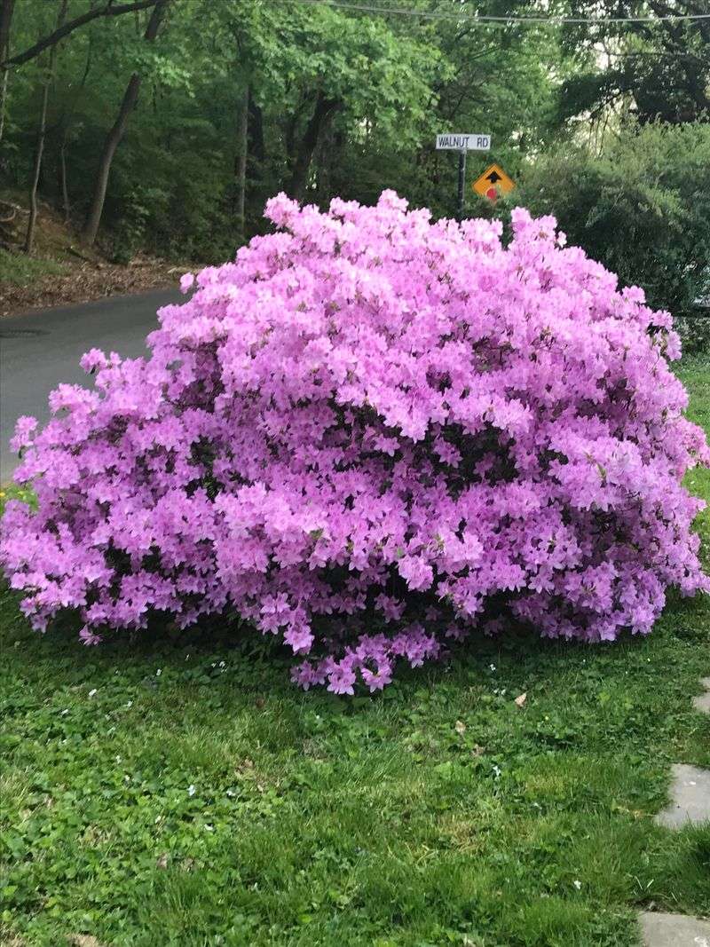 Azaleas