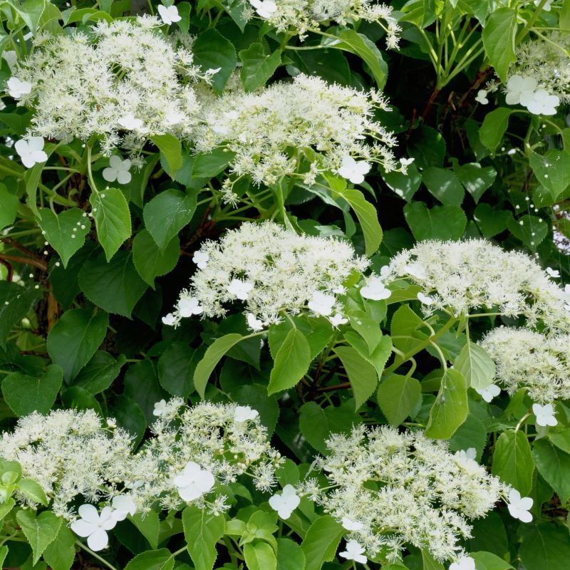 Climbing Hydrangea
