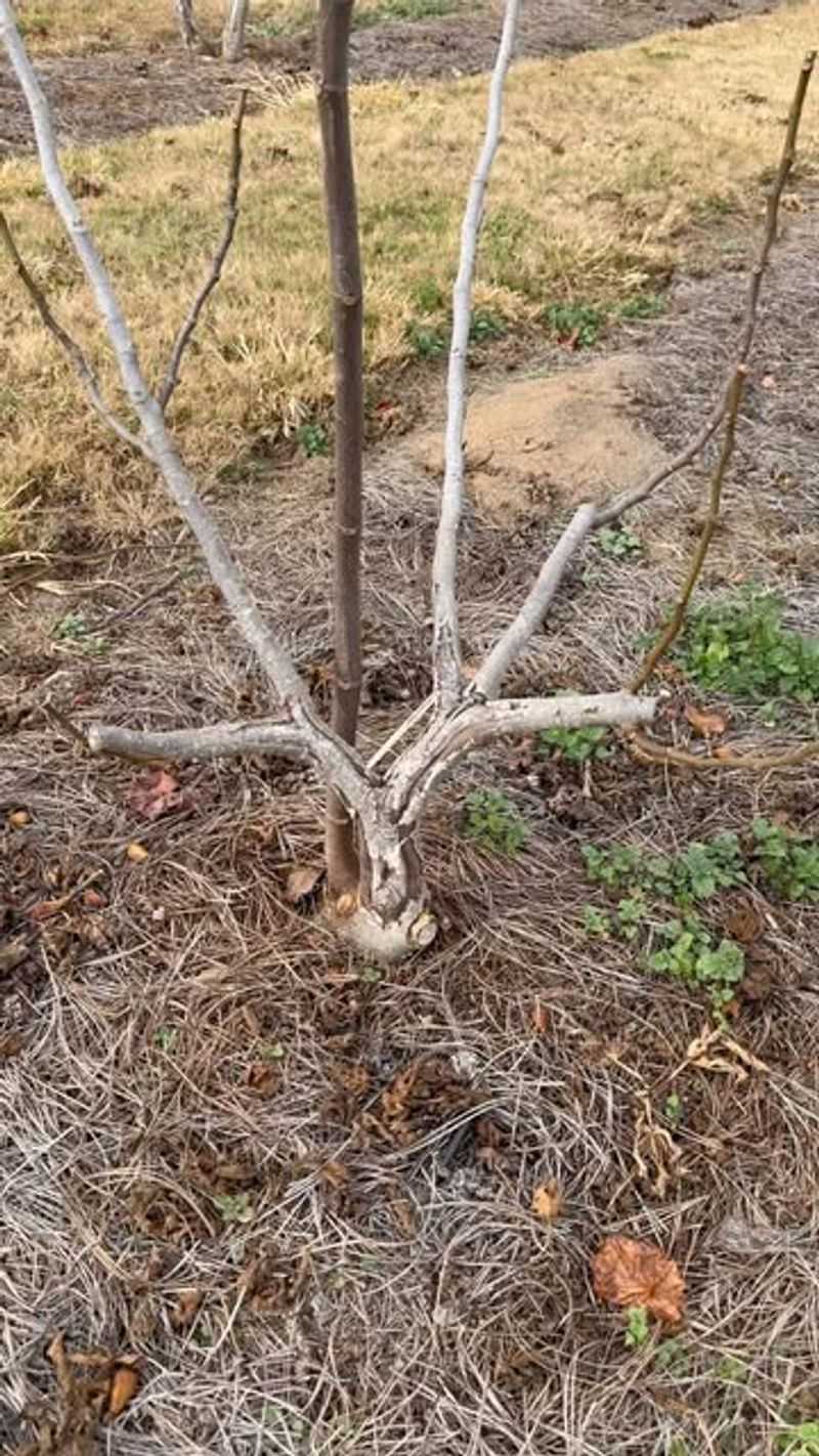 Fig Trees That Need Winter Maintenance