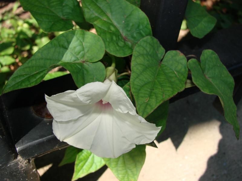 Potato Vine: The Rapid Grower