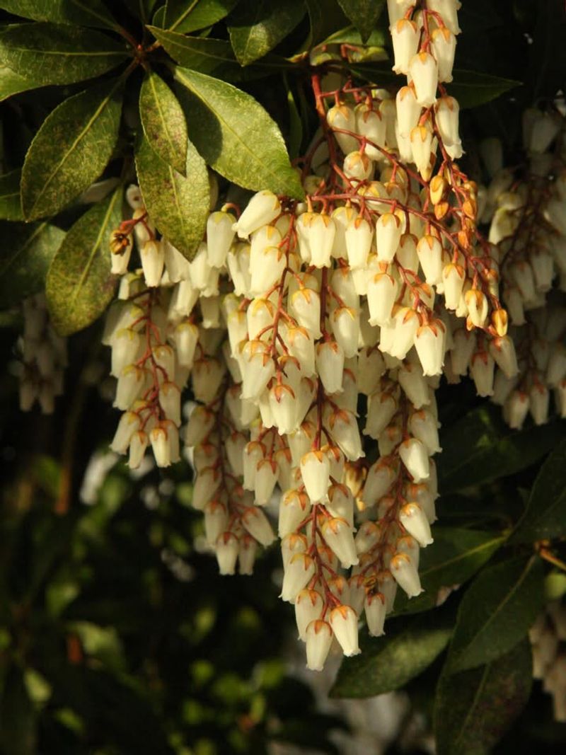Pieris (Japanese Andromeda)
