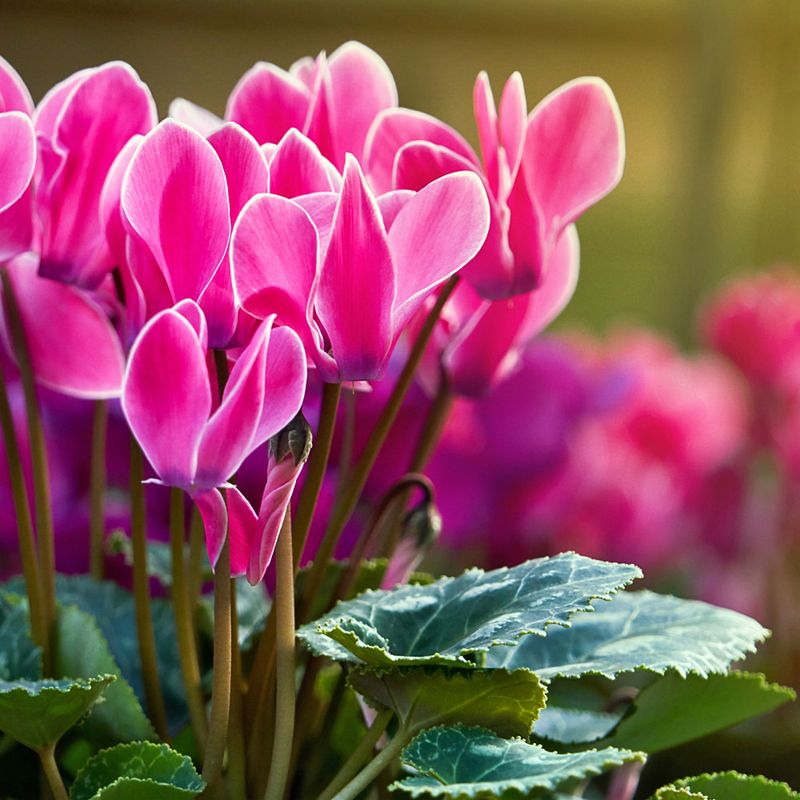 Cyclamen Add Jewel-Like Touches To Shady Spots
