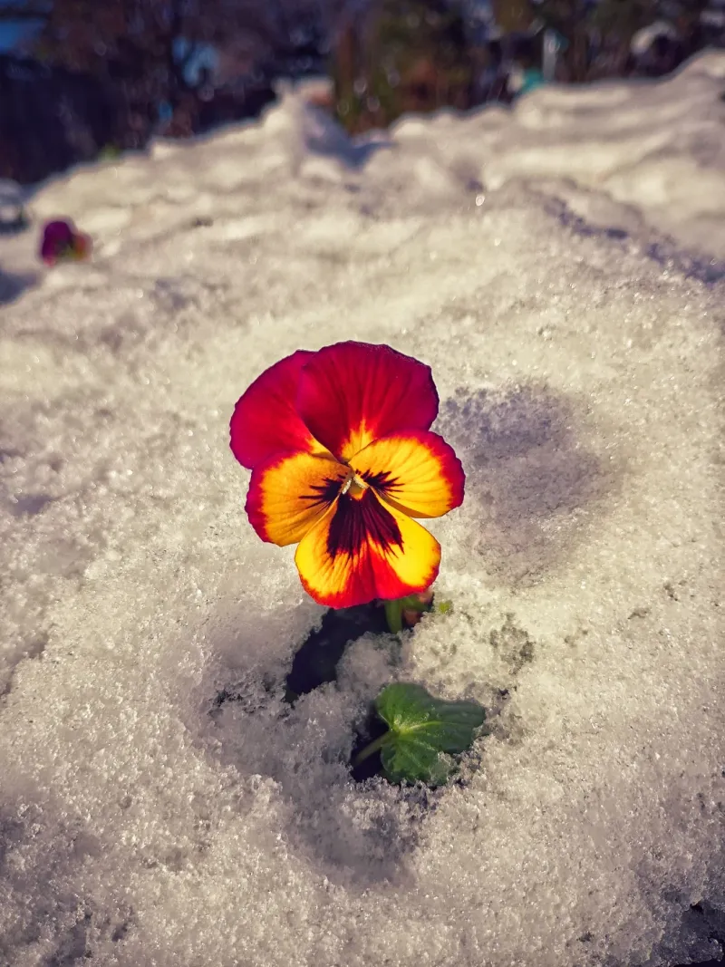 Winter Pansies