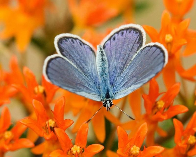 Karner Blue Butterflies
