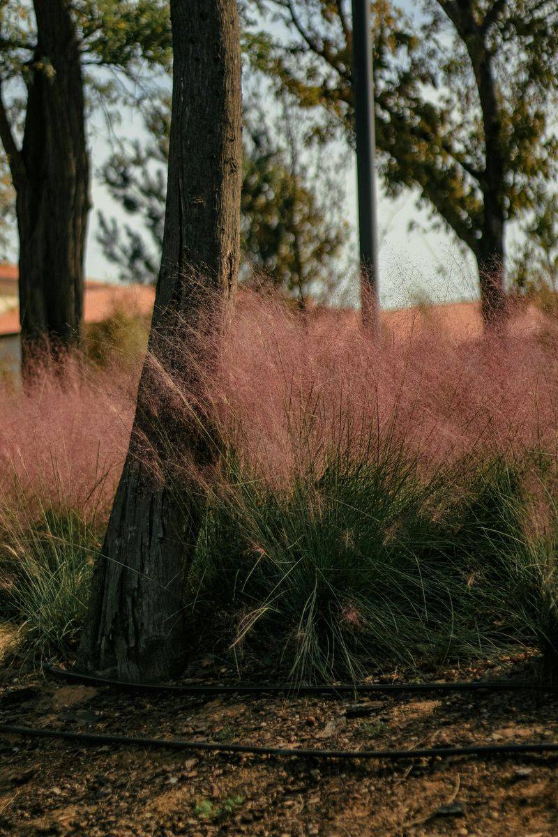 Native Grasses Sway Gracefully