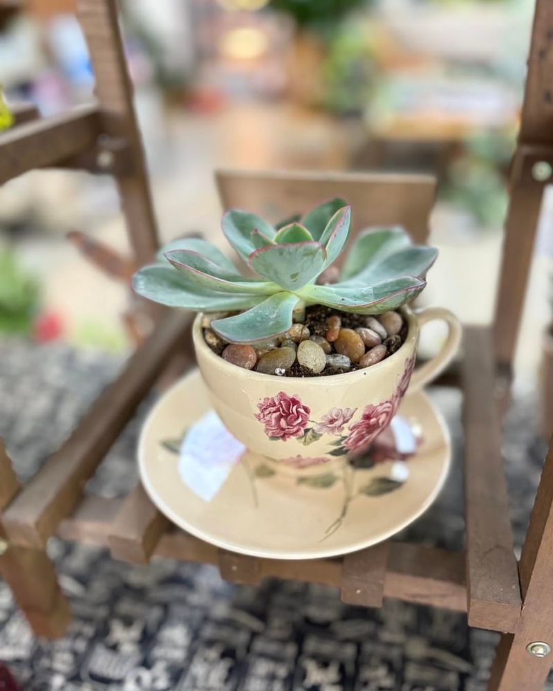 Teacups And Saucers As Mini Succulent Gardens