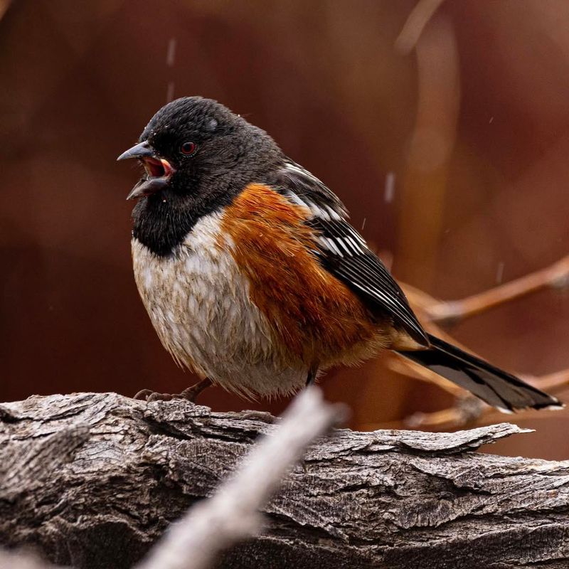 Spotted Towhee