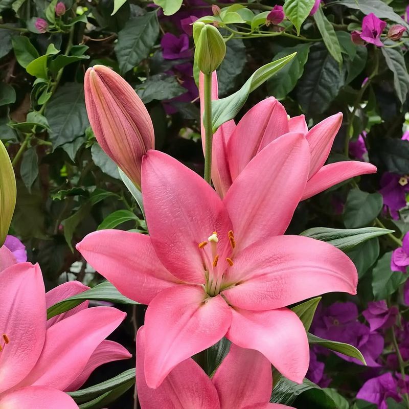 LA Hybrid Lilies