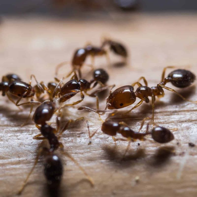 Deters Ant Activity Around Garden Beds And Entry Points