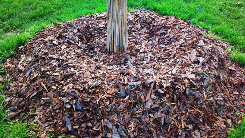 Improper Application Smothers Plants