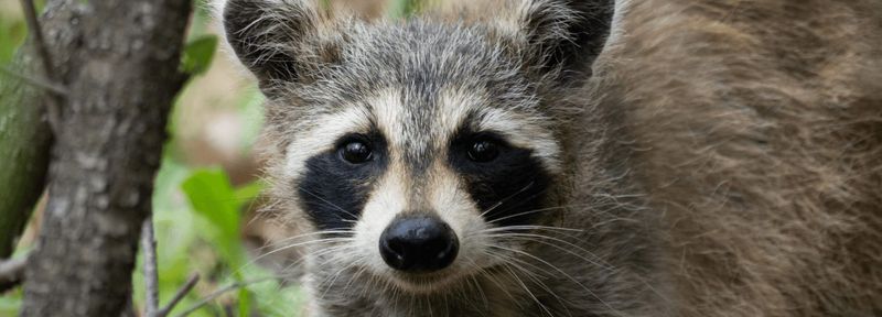 When To Call A Licensed Ohio Wildlife Professional