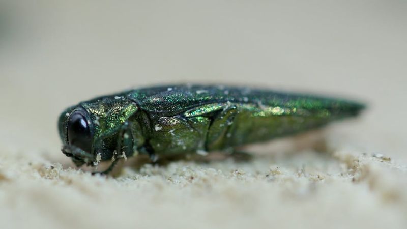 Firewood Movement Helps Spread This Insect