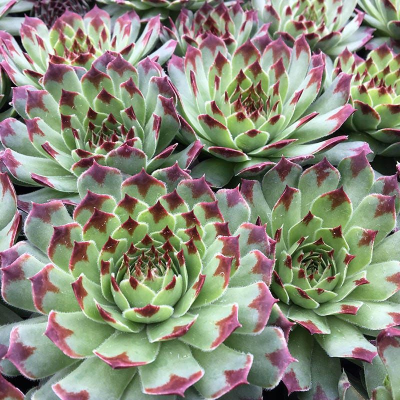 Hens And Chicks