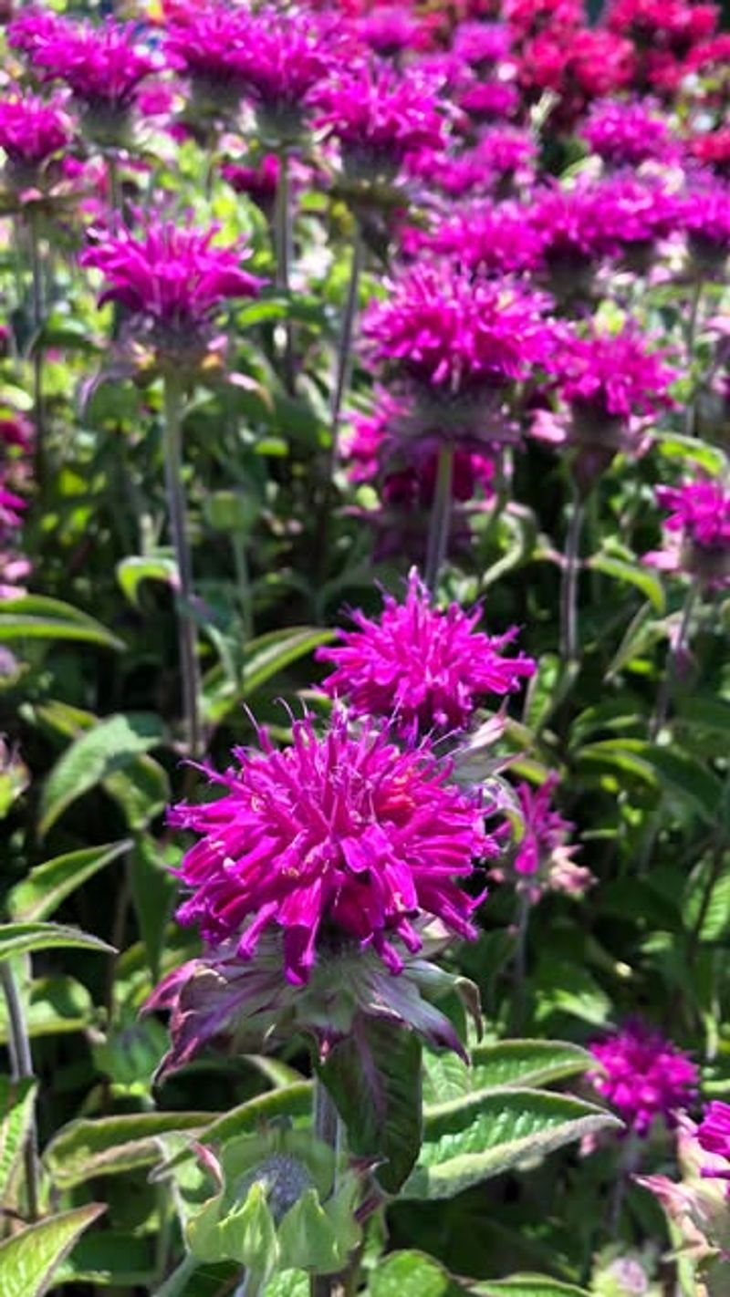 Bee Balm