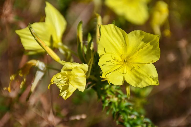 Evening Primrose