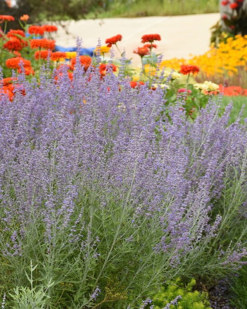 Russian Sage (Salvia yangii)