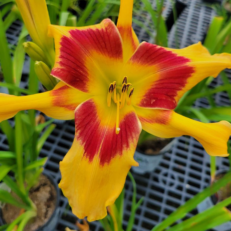 Daylily (Hemerocallis - Yellow Cultivars)